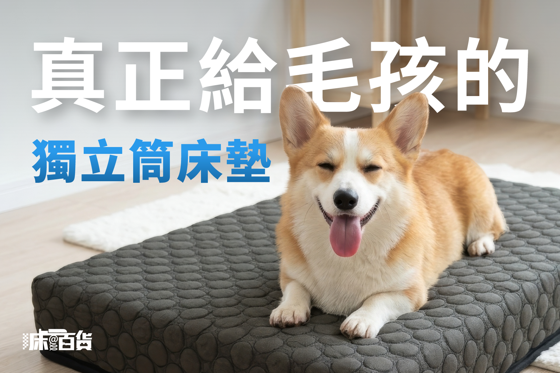 全新獨立筒寵物床|真正為毛小孩準備的獨立筒床墊 床@百貨獨立筒寵物床墊是一張真正準備給毛小孩的獨立筒床墊